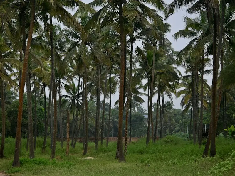 12 cents of residential land with a coconut grove, Aluva